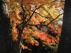 DSC_2681.JPG